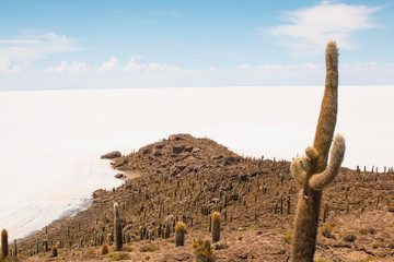 Salar de Uyuni salt plains with large cactuses of island Incahuasi. Bolivia.