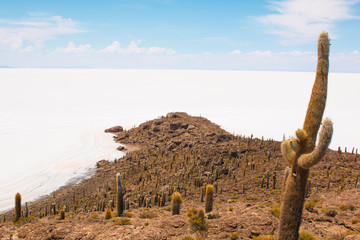 Incahuasi island, Uyuni Saline (Salar de Uyuni), Aitiplano, Bolivia.