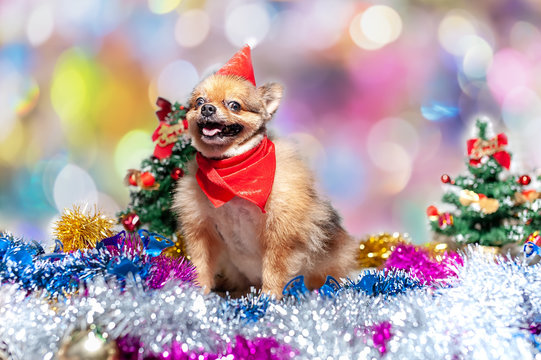 Christmas and New Year Puppy dog,pomeranian is wearing a Christmas Santa hat , sitting in room and rainbow decoration surround on nice bokeh  background  , with funny holidays 