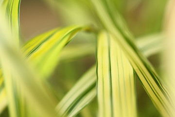 Green Grass Close Up
