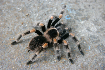 Tarantual