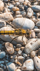 Smartphone HD wallpaper of macro of dragonfly on the ground
