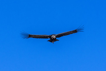 Condor flies over the snows of the Andes