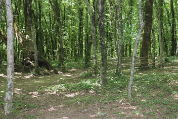 Obraz premium В лесу