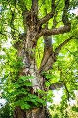 Fototapeta na wymiar tree at a forest