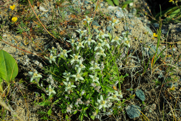 Эдельвейсы на Алтае