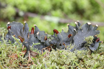 Fototapeta premium Peltigera neopolydactyla, known as frog pelt or carpet pelt, a dog lichen from Finland