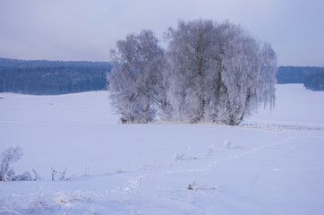 Fototapeta na wymiar Blaue Winterlandschaft