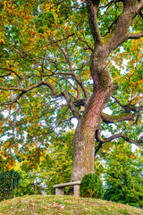 Obraz premium tree at a forest