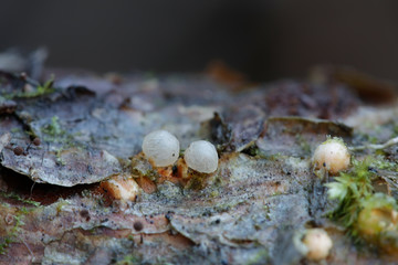 Sphaerobolus stellatus, commonly known as the cannon ball fungus