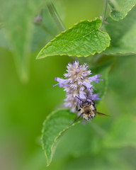 bee on flower_2