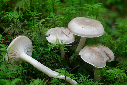 Hygrophorus agathosmus, commonly known as the gray almond waxy cap or the almond woodwax