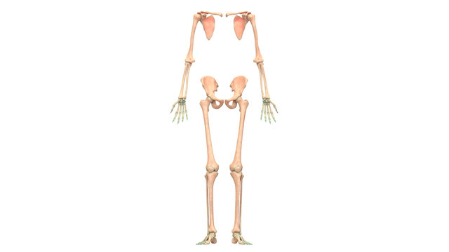 Human Skeleton System Appendicular Skeleton Anatomy