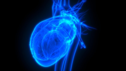 Fototapeta na wymiar Human Heart Anatomy