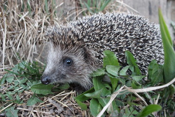 Ёжик
