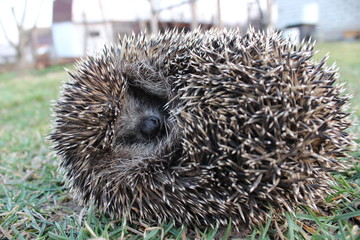 Ёжик