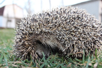 Ёжик