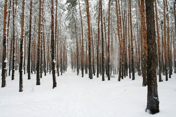 forest in winter