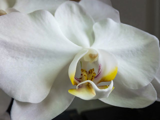 Closeup of white phalaenopsis orchid flower, Phalaenopsis known as the Moth Orchid or Phal. Selective focus.