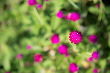 Natural green plants for background or wallpaper. Close up nature view of green leaf in garden at summer under sunlight.