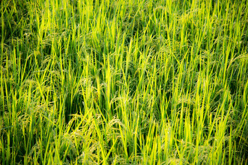 Natural green plants for background or wallpaper. Close up nature view of green leaf in garden at summer under sunlight.