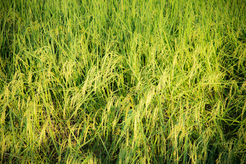 Natural green plants for background or wallpaper. Close up nature view of green leaf in garden at summer under sunlight.