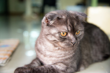 Portrait of the delicate kitten of a lazy Scottish Fold cat. Funny serious on floor.