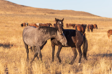 Obraz premium Wild Horse Stallions Sparring in the Utah Desert