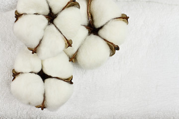 Cotton boll flowers and white fluffy towel. Image shot from an overhead top view with free space for text.