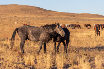 Obraz premium Wild Horse Stallions Sparring in the Utah Desert
