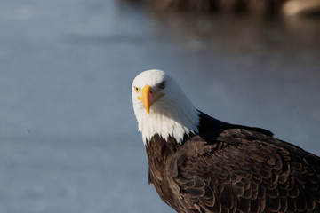 Bald Eagle Portrait