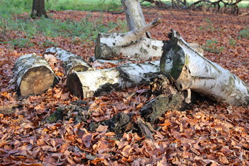 Baum im Wald Sonnenschein