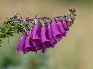 Gros plan sur les lèvres et pétales d'une digitale poupre clair (Digitalis purpurea)