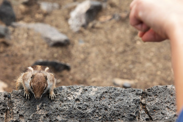 squirrel  eating from a hand
