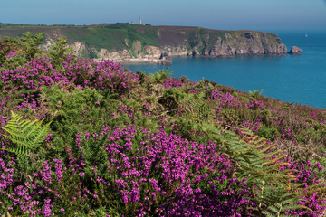 flowers on the coast