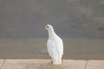 white pigeon on blue sky background