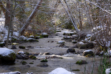 Creek with Trees