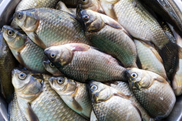 Fresh washed brilliant small lake fish roach lies in large numbers in the plate.