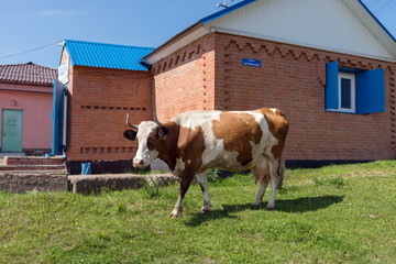 Redhead domestic cow stands near a rural shop in the village in summer.