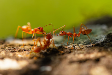 ants,red ants  teamwork.