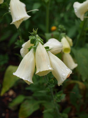 Epi de digitale pourpre ou grande digitale (Digitalis purpurea) de couleur blanche 