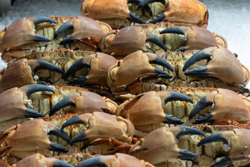 Light Brown Crabs with Large Pincers on Display at an Indoor Market, Leeds, West Yorkshire, England, UK.