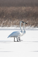 A Pair of Swans