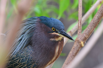 Green Heron Partially Hidden in Marsh Grass