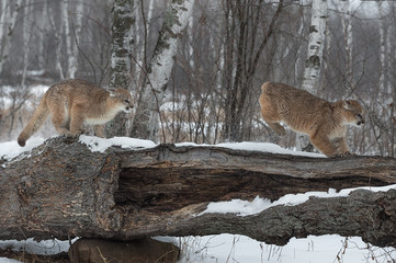 Female Cougars (Puma concolor) Chase Across Log