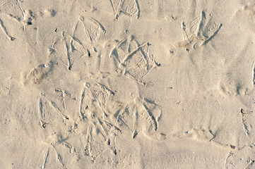 Ducks and swans mark and footprints in the wet sand on the beach near water in the nature background 