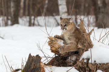 Female Cougar (Puma concolor) Ears Back on Log