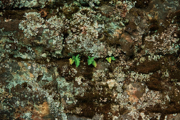 The leaves of a young fern grow among the moss-covered stones.