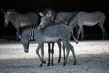 Zebras Nachwuchs Jungtiere