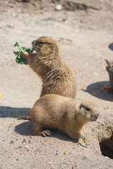 Ground squirrels also known as Spermophilus in its natural  habitat